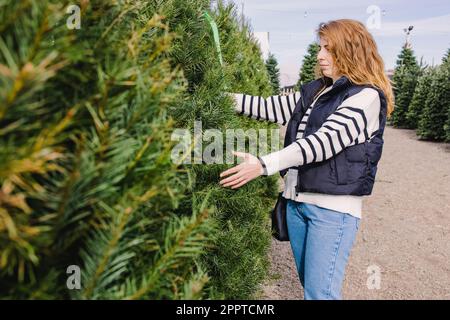 Femme choisissant un arbre de Noël à acheter sur le marché extérieur Banque D'Images