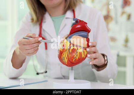 Un cardiologue qualifié pointe le stylo vers un modèle détaillé du cœur Banque D'Images