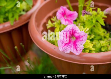 Pétunia hybride Vilm Grandiflora simple fleur dans un pot en plastique .fleurs roses dans le jardin Banque D'Images