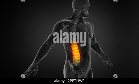 Anatomie du rachis humain. Douleurs dans le bas du dos et douleurs dans le dos humain. Banque D'Images