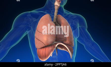 Médical 3D animation du poumon humain à l'intérieur du corps humain avec ses parties visibles. Animation médicale précise des poumons humains. Banque D'Images