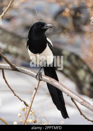 Un magpie commun perché sur une branche d'arbre Banque D'Images