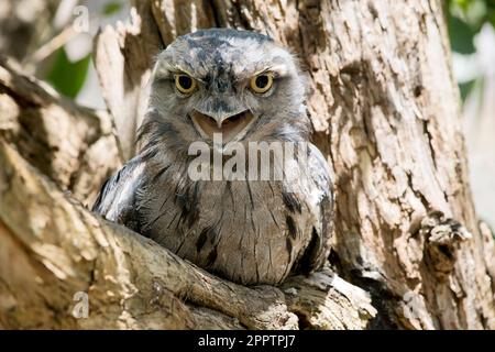 La grenouille Tawny est gris argenté, légèrement plus pâle en dessous, striée et marbrée de noir et de rufous. L'œil est jaune dans les deux formes, et le large, h Banque D'Images