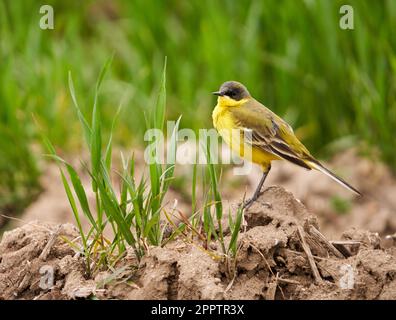 La queue jaune de l'Ouest à tête noire (Motacilla flava feldegg) au sol par un champ de blé Banque D'Images