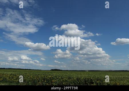 Les nuages blancs moelleux dans le ciel bleu Banque D'Images