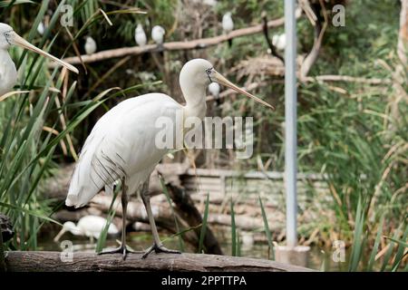 Le spoonbill jaune est un grand oiseau de mer blanc avec une facture de crème qui ressemble à une cuillère.le spoonbill jaune a une fine ligne bleue autour de son visage avec l'esprit Banque D'Images