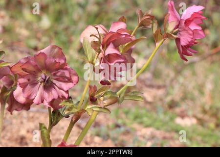 Fleurs fleuries helleborus orientalis dans la nature Banque D'Images