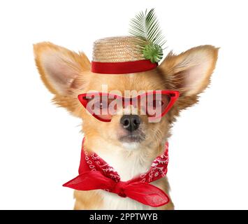 Chien mignon en chapeau, lunettes de soleil et bandana attaché sur fond blanc. Fête d'été Banque D'Images