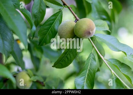 Fruits de pêche verts non mûrs sur une branche de peachtree près. mise au point sélective Banque D'Images