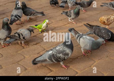 Perruque parmi les pigeons sur un trottoir pavé Banque D'Images