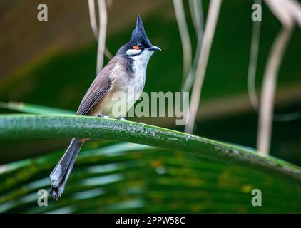 Bulbul à moustaches rouges - Pycnonotus jocosus- péchant sur la branche Banque D'Images