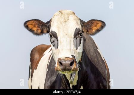 Vache mature avec patch oculaire, vue de face marron foncé et blanche, prise de vue à tête moyenne, expression amicale Banque D'Images