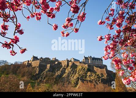 Centre cirty d'Édimbourg, Écosse, Royaume-Uni. 25 avril 2023. Le soleil matinal illumine les expositions florales autour de Princes Street. Sur la photo : les branches d'un cerisier en fleurs créent un cadre pour le château d'Édimbourg en arrière-plan. Banque D'Images