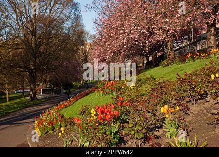 Edinburgh cirty centre, Écosse, Royaume-Uni. 25th avril 2023. Le soleil du matin illumine l'exposition florale de plantes de literie autour des jardins de Princes Street. Credit: ArchWhite/alamy Live news. Banque D'Images