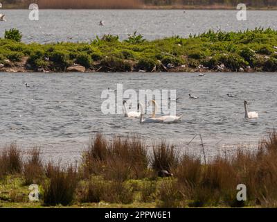 Cygnes muets et goélands à tête noire sur le lac de la réserve naturelle du parc St Aidan. Leeds. ROYAUME-UNI Banque D'Images