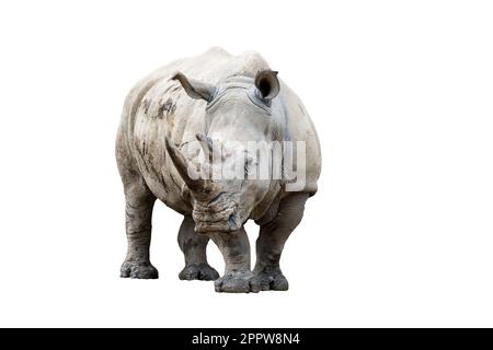 Rhino rhinocéros (ceratotherium simum simum) isolé sur fond blanc. Banque D'Images