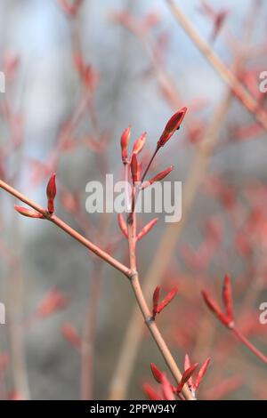 Branches avec bourgeons et feuilles d'Acer japonicum ou d'érable japonais Banque D'Images