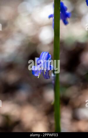 Image en gros plan de la belle fleur de printemps English Bluebell fleur également connu sous le nom de jacinthoides non-scripta, lumière du soleil dans West Sussex 2023 Banque D'Images