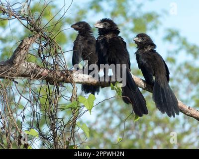 Grand cactus finch, (Geospiza conirostris), Îles Galapagos, Équateur Banque D'Images