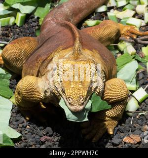 Galapagos Land iguana, (Conolophus subcristatus), Santa Cruz, Îles Galapagos, Équateur. Banque D'Images