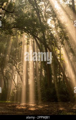 Effet ou phénomène naturel de Tyndall par la lumière du soleil ou les rayons de lumière diffusion du faisceau de lumière à travers les arbres sal dans le froid hiver matinées dhikala jim corbett Banque D'Images