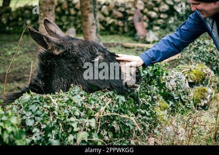 Gros plan d'un homme qui a caressé un âne dans un champ, Comté de Clare, Irlande Banque D'Images