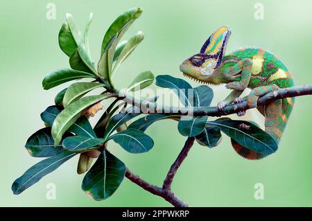 Le caméléon voilé assis sur une branche, l'Indonésie Banque D'Images