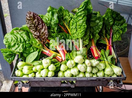 Un panier de légumes fraîchement récoltés, de betteraves argentées et de bok choy Banque D'Images