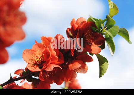 Chaenomeles japonica. Branche de coing japonais en fleur contre ciel bleu avec des nuages blancs. Fleur de printemps de cydonia. Coing de la fleur de Maule Banque D'Images