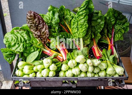 Un panier de légumes fraîchement récoltés, de betteraves argentées et de bok choy Banque D'Images