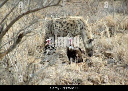 Hyena et deux vautours dans le Bush, Parc national Kruger, Afrique du Sud Banque D'Images