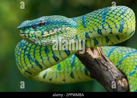 Portrait d'une vipère de fosse verte (Tropidolaemus subannulatus) enroulée sur une branche, Indonésie Banque D'Images