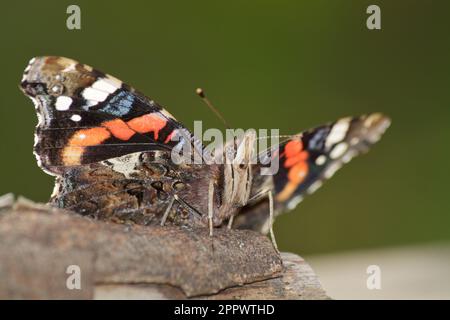 Vanessa atalanta, papillon amiral rouge. Banque D'Images