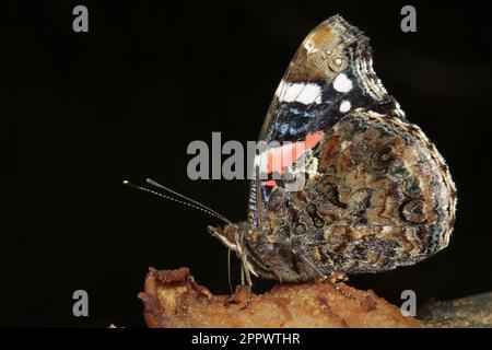 Gros plan de Vanessa atalanta, l'amiral rouge ou, le papillon rouge admirable. Banque D'Images