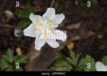 Fleurs de printemps blanches d'anémone en bois double, Anemone nemorosa 'flore Pleno' dans le jardin britannique en avril Banque D'Images