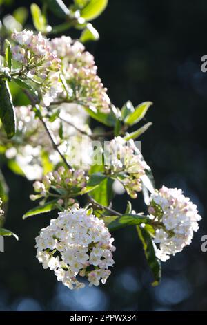 Fleurs de printemps blanches parfumées de Viburnum × burkwoodii dans le jardin britannique avril Banque D'Images