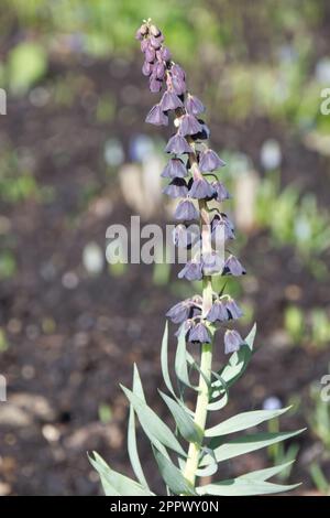 Fleurs printanières noires de Fritillaria persica dans le jardin britannique en avril Banque D'Images