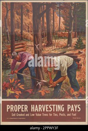 Une récolte appropriée paie la vente d'arbres de faible valeur et croisés pour les cravates, les pots et le carburant Date de publication 1945 Banque D'Images