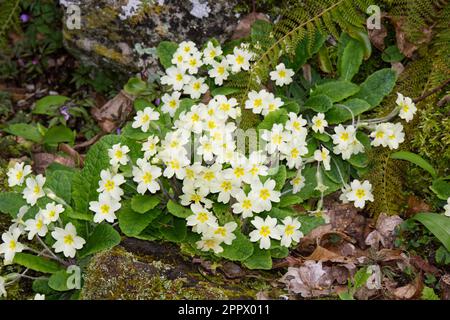 Primrosiers sauvages, Primula vulgaris, poussant sur le plancher de bois UK avril Banque D'Images