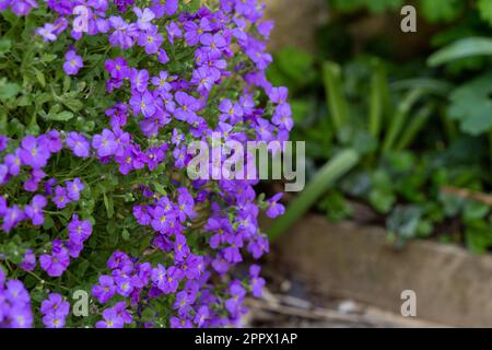 Aubrieta 'Purple Cascade' pousse sur un mur. Banque D'Images