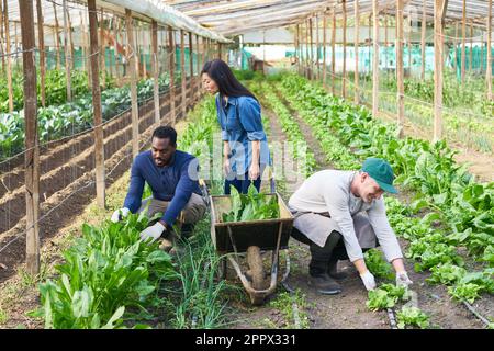 Agricultrice mature supervisant des collègues masculins tout en travaillant en serre Banque D'Images