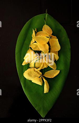 Fistule de Cassia/ douche dorée/ purge de la cassia/ laburnum indien/ Kani Konna/ pudding-pipe arbre fleurs sur une feuille contre fond noir/Happy Vishu Banque D'Images