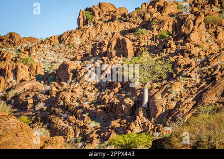 L'arbre Moringa se dresse entre les rochers au pied d'une colline à Damaraland, Namibie, Afrique Banque D'Images