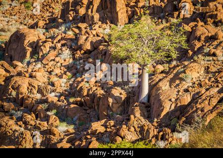 L'arbre Moringa se dresse entre les rochers au pied d'une colline à Damaraland, Namibie, Afrique Banque D'Images