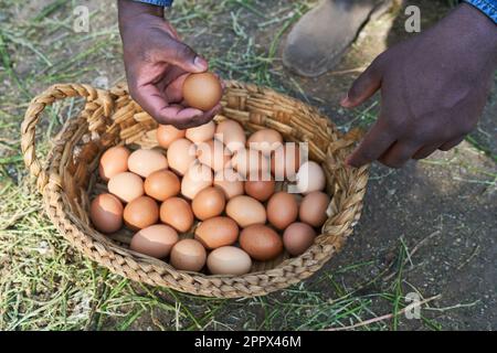 Image cultivée d'un fermier mâle tenant des œufs bruns sur un panier en osier à la ferme avicole Banque D'Images