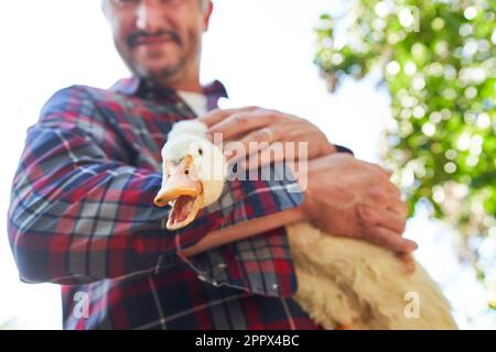 Vue à angle bas d'un fermier mâle mûr portant une chemise à carreaux qui s'attaque à l'oie blanche à la ferme Banque D'Images