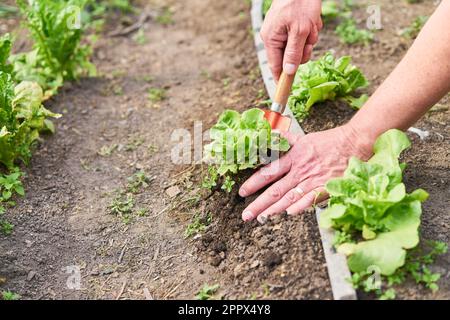 Les mains d'un agriculteur plantant des légumes en serre Banque D'Images