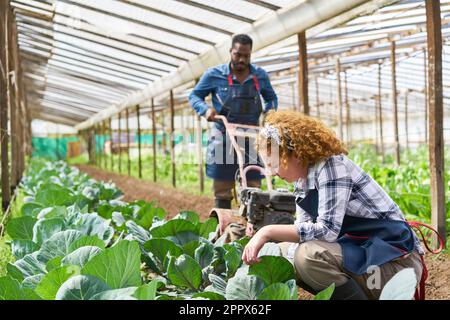 Vue latérale d'une agricultrice qui examine les cultures alors qu'une collègue de sexe masculin travaille en serre Banque D'Images