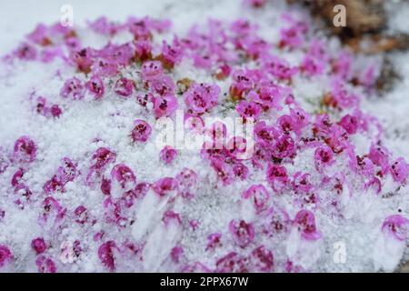 Schierke, Allemagne. 25th avril 2023. Les premiers signes du printemps, comme la saxifrage italienne, fleurissent sous une couverture de neige dans le jardin Brocken. À partir de la mi-mai, des visites guidées à travers le monde botanique de haute montagne seront proposées ici de nouveau. Aujourd'hui, le sommet des monts Harz a été entouré de brouillard. À des températures autour de moins 2 degrés, une légère couverture de neige s'est formée sur la montagne. Dans les prochains jours, il restera gelé dans les hautes altitudes du Harz. Credit: Matthias Bein/dpa/Alay Live News Banque D'Images