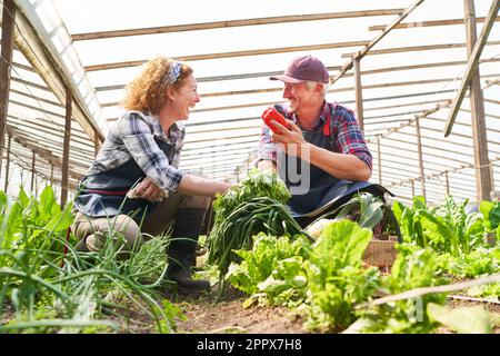 Joyeux fermiers mâles et femelles récoltant des légumes tout en se croquant dans la ferme biologique Banque D'Images